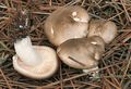 Hygrophorus agathosmus